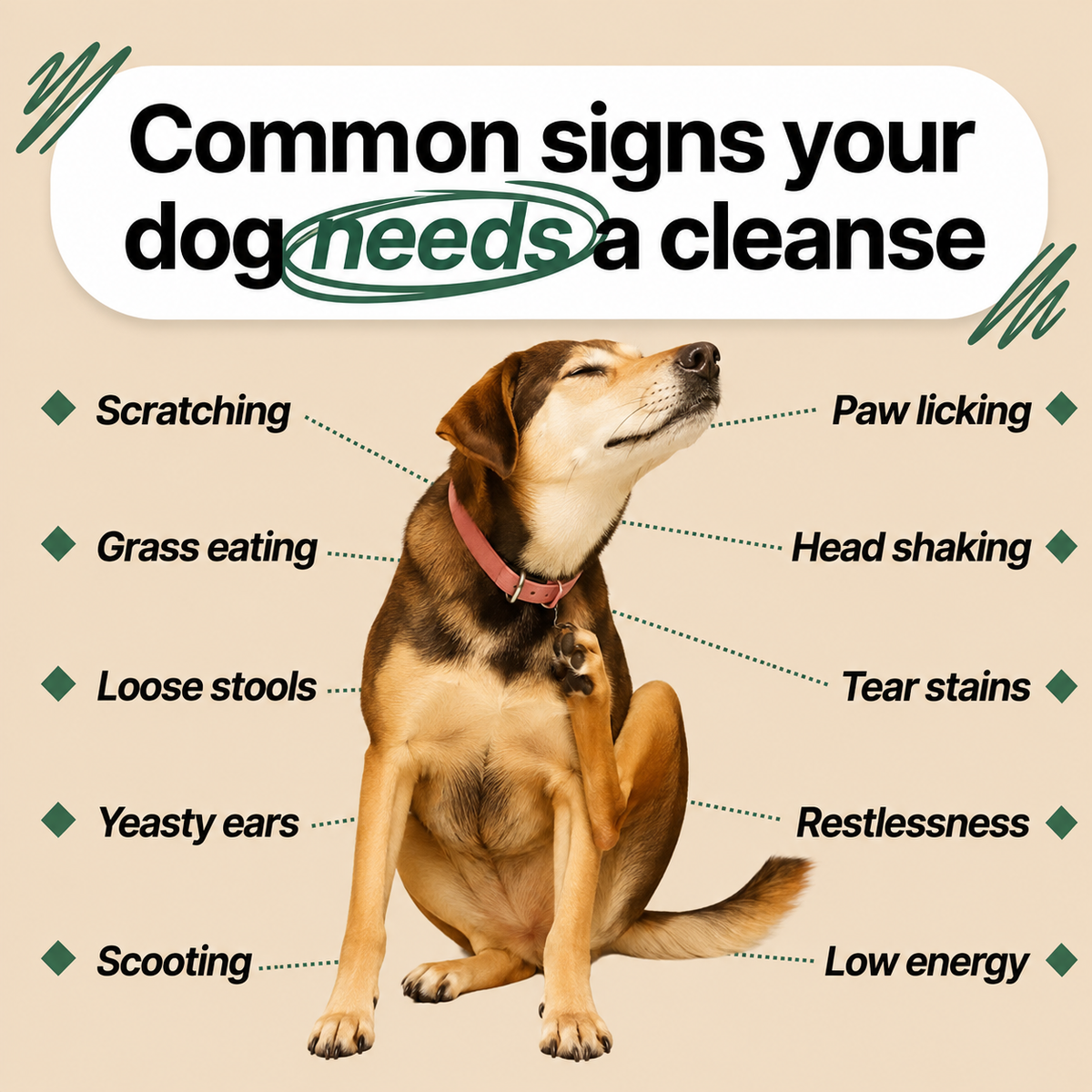 Parasite Cleanse Drops for Dogs – Supports Gut Health and Digestion